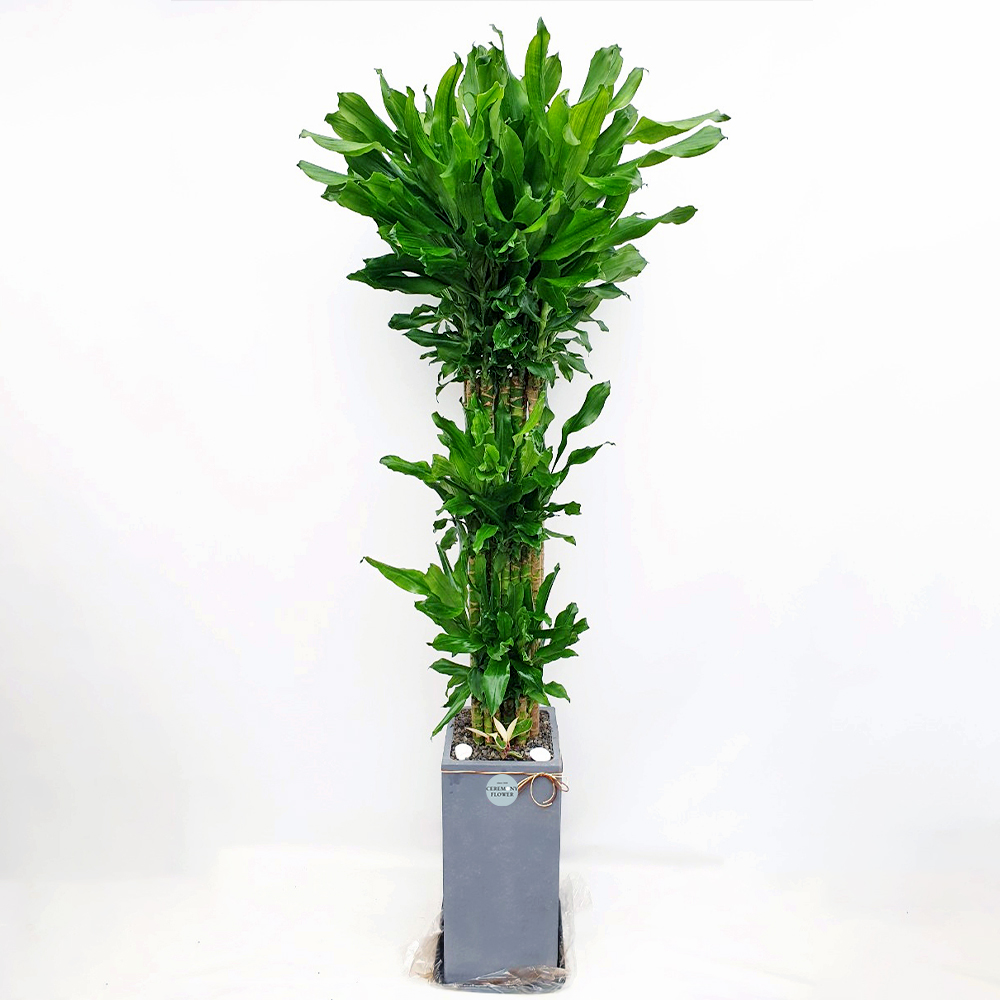 관엽6호 (황금죽)