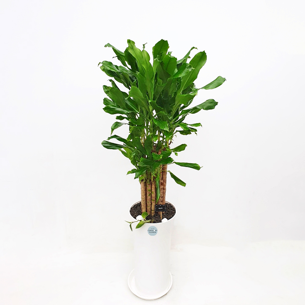 관엽6호 (황금죽)