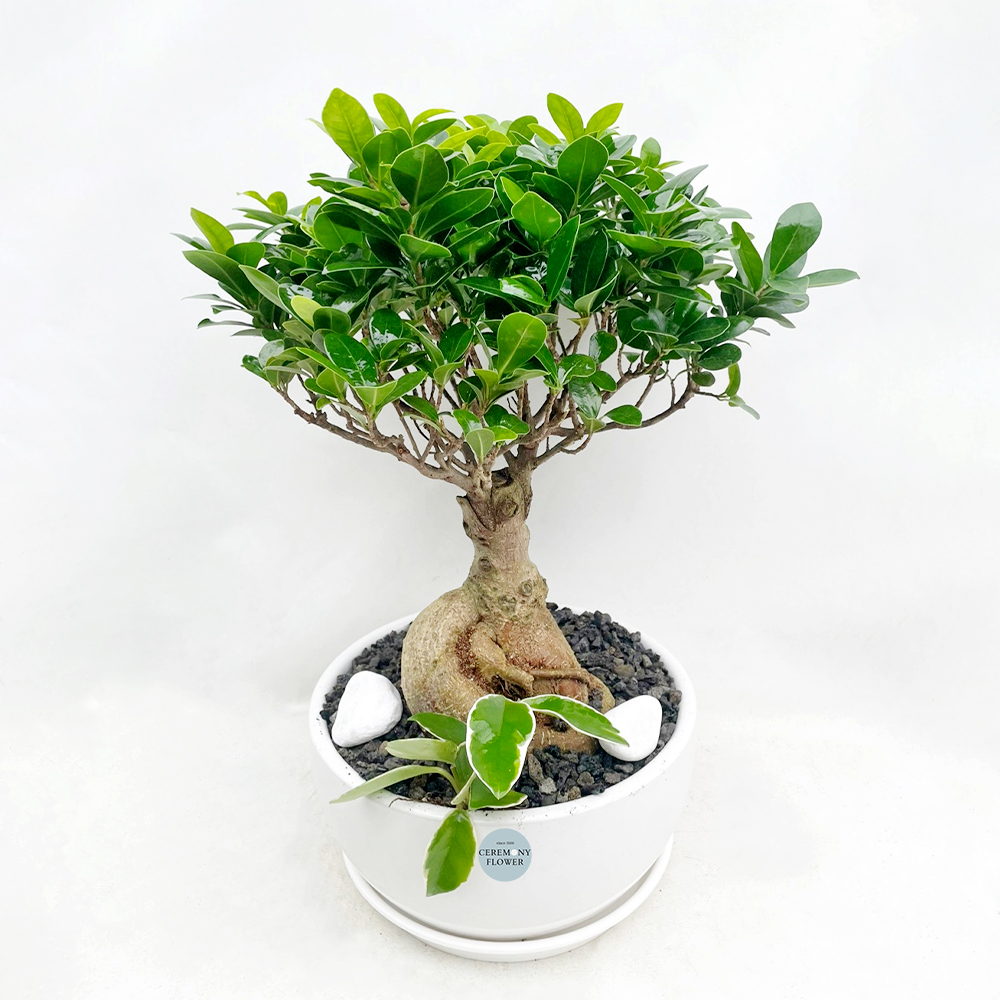 관엽5호 (인삼팬더)