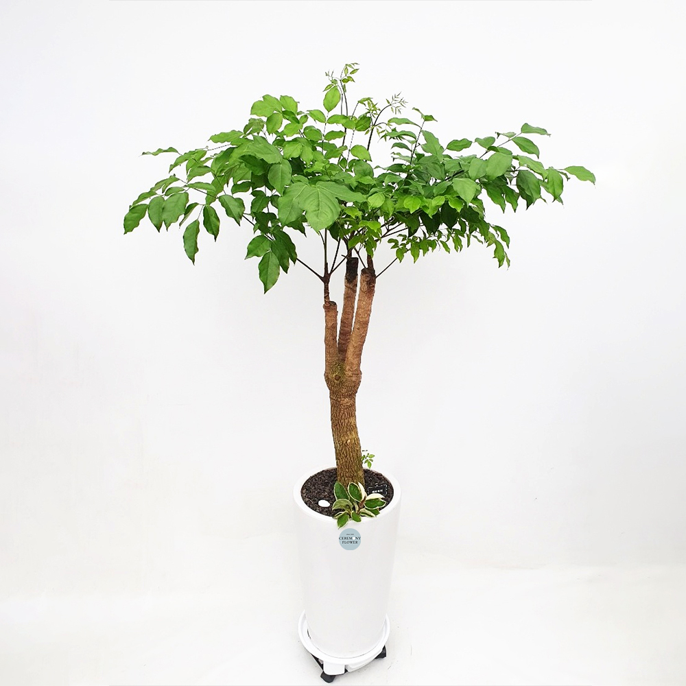 관엽4호(해피트리.행복수)