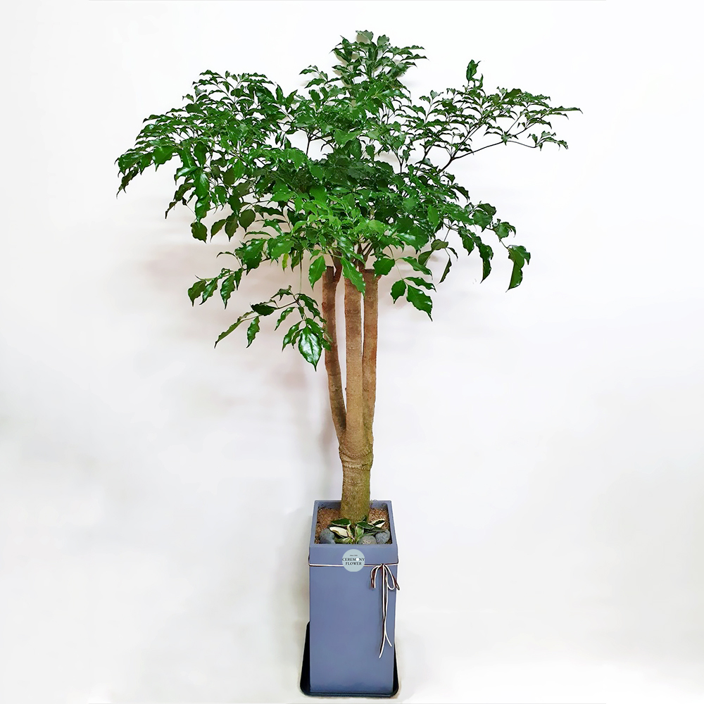 관엽4호(해피트리.행복수)