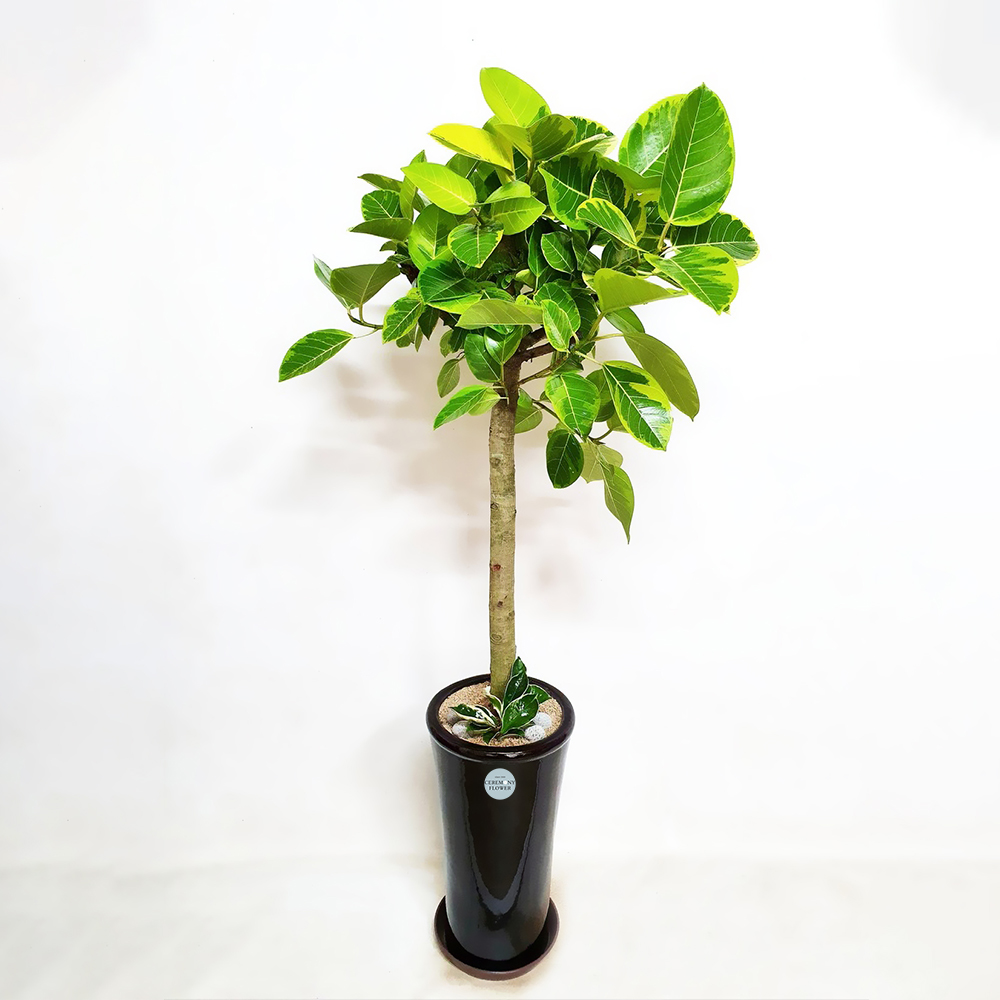 관엽3호 (뱅갈고무나무)