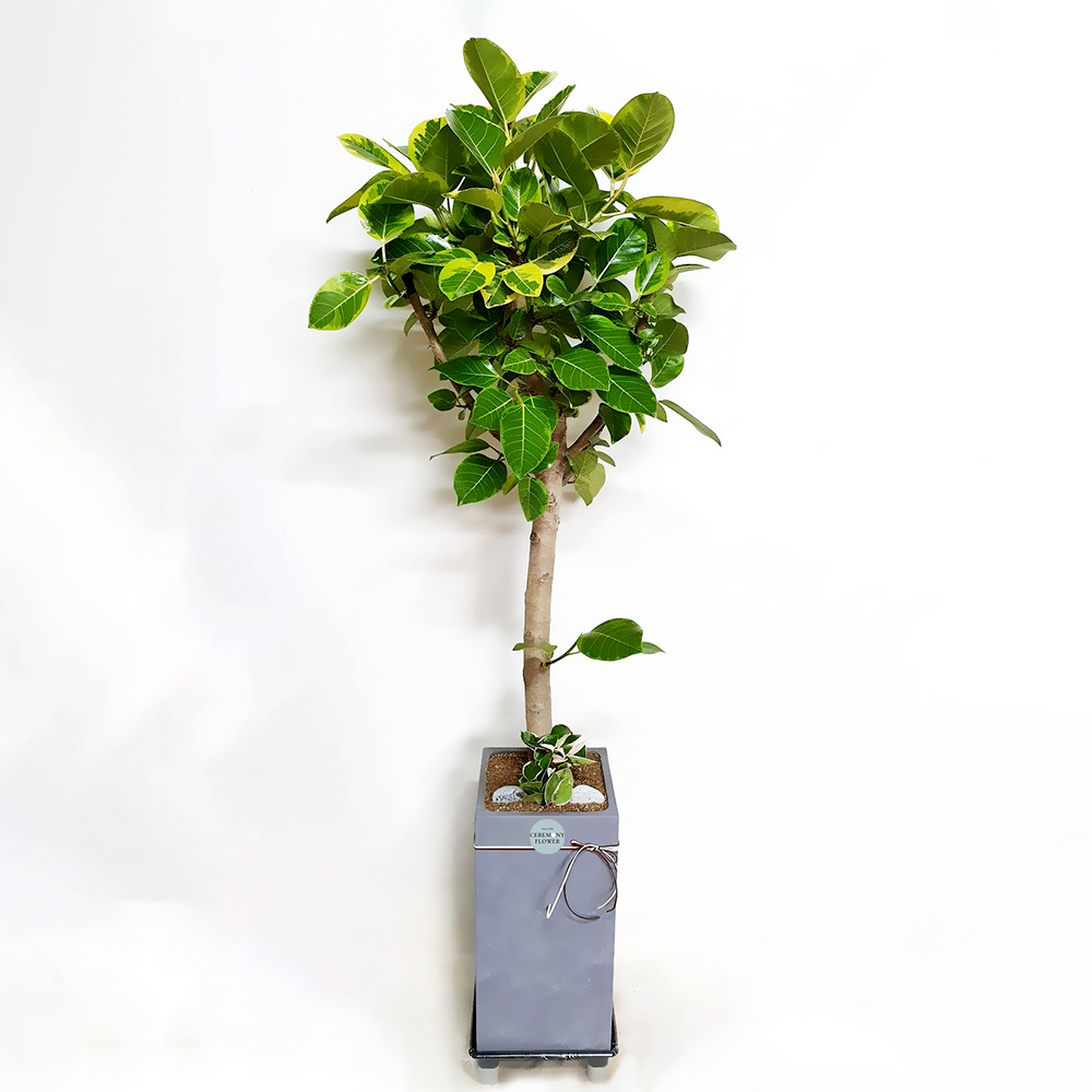 관엽3호 (뱅갈고무나무)