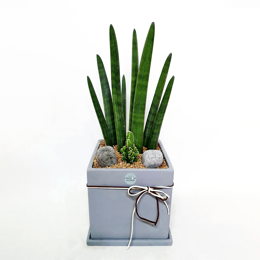 관엽2호(스투키)