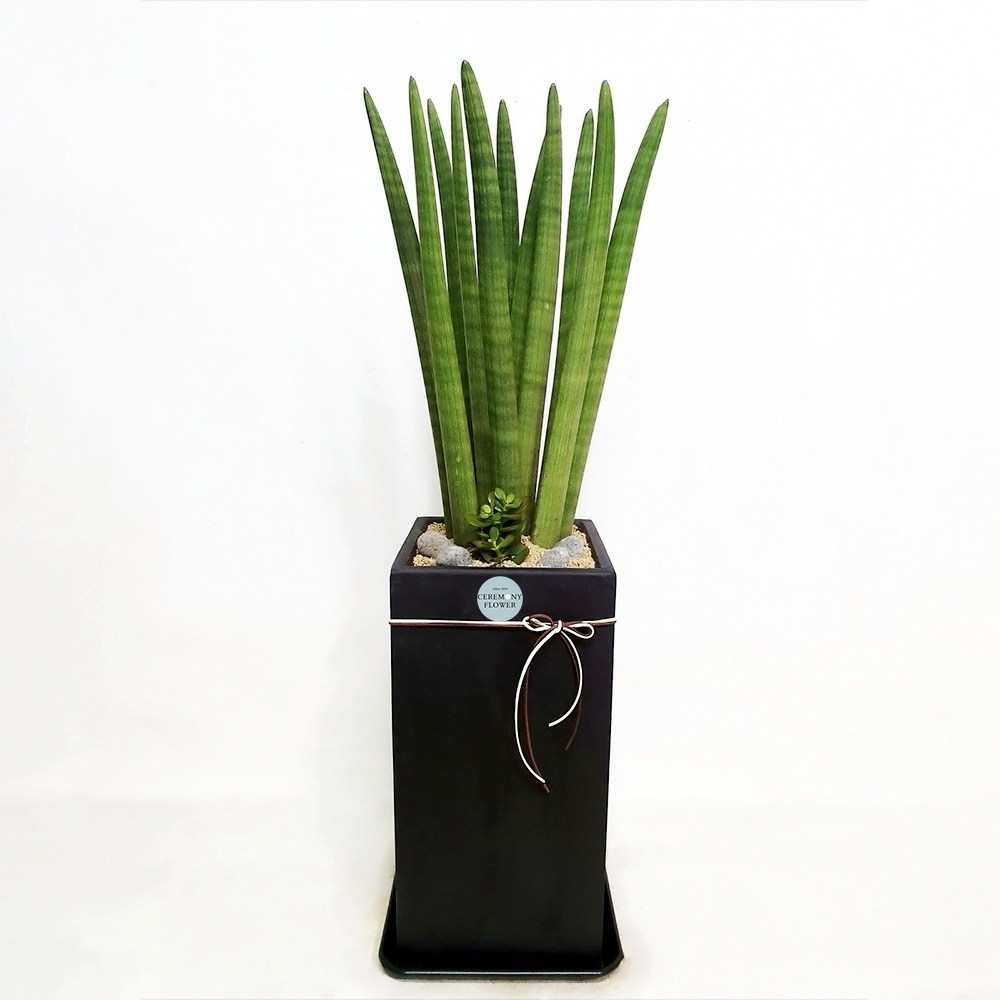 관엽2호(스투키)