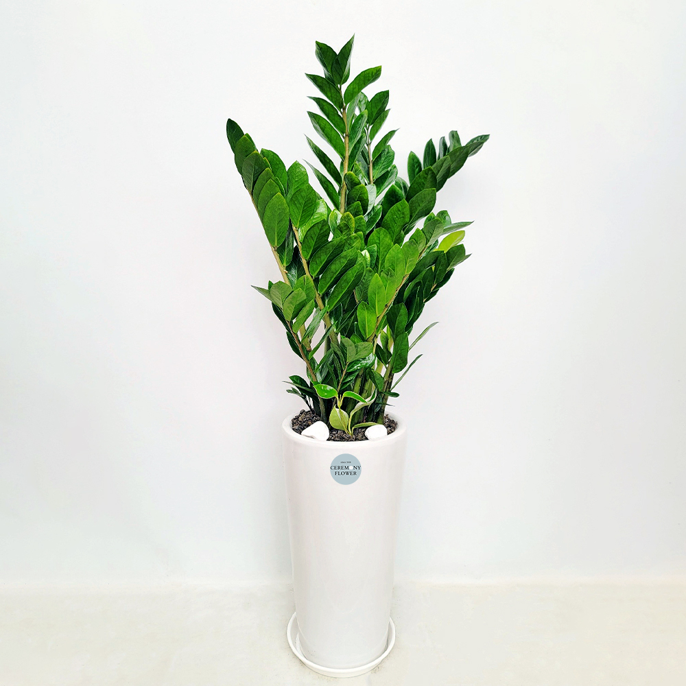 관엽1호 (금전수)