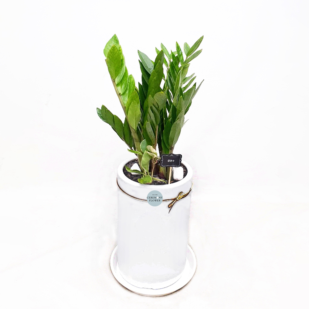 관엽1호 (금전수)