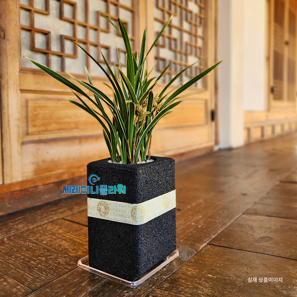 동양란8호 황룡금 숯화분