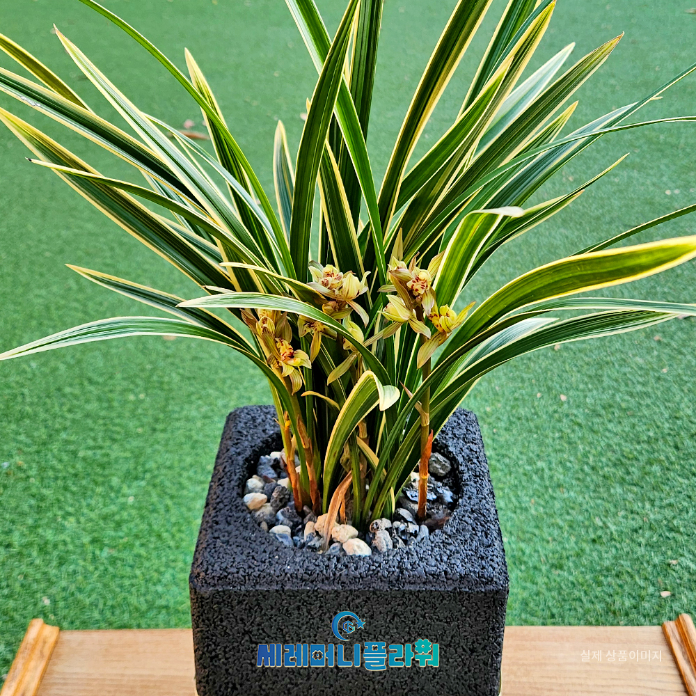 동양란8호 황룡금 숯화분