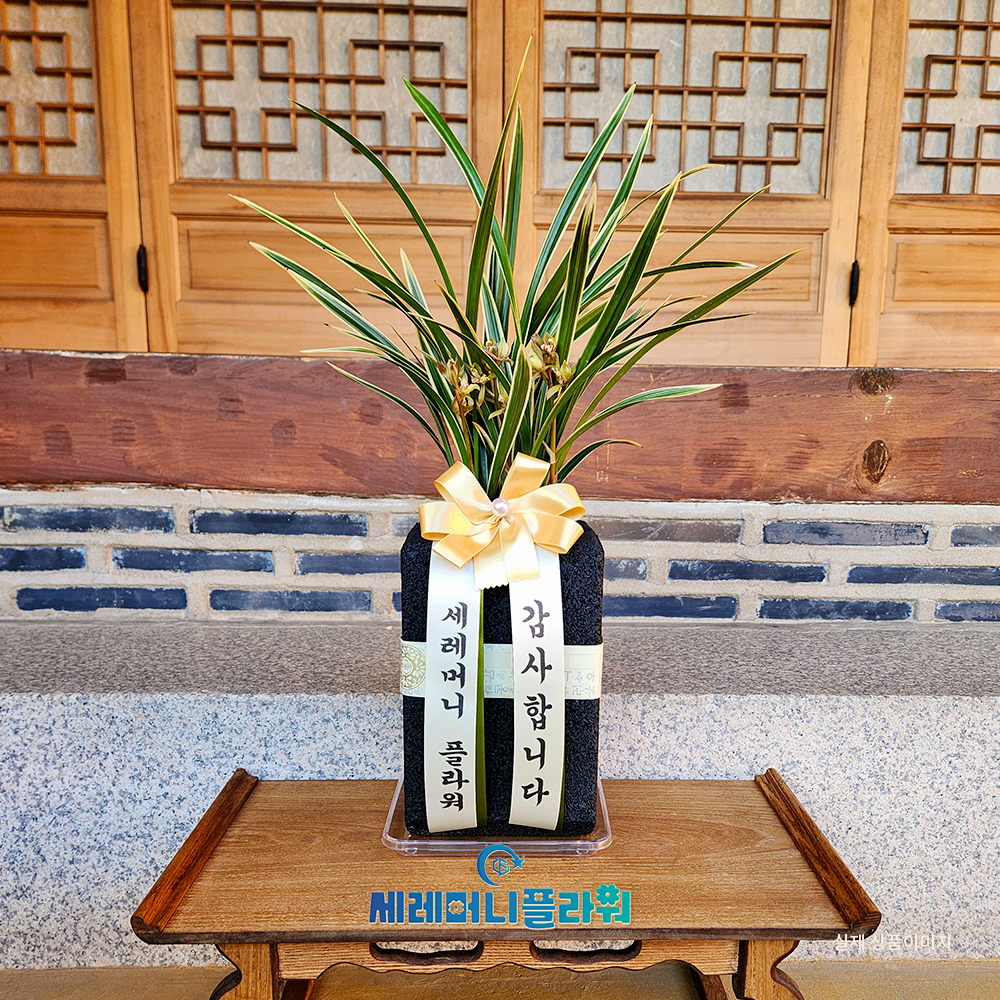 동양란8호 황룡금 숯화분