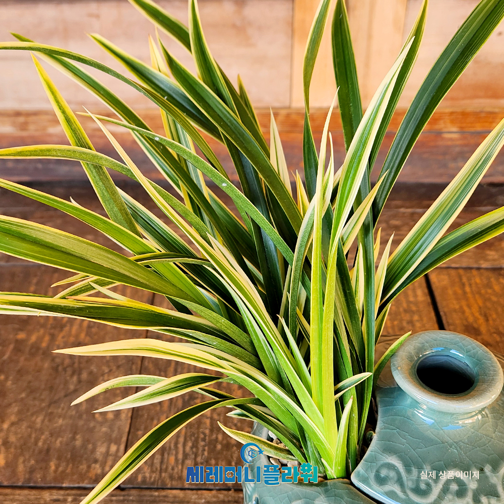 동양란4호 대국 청자