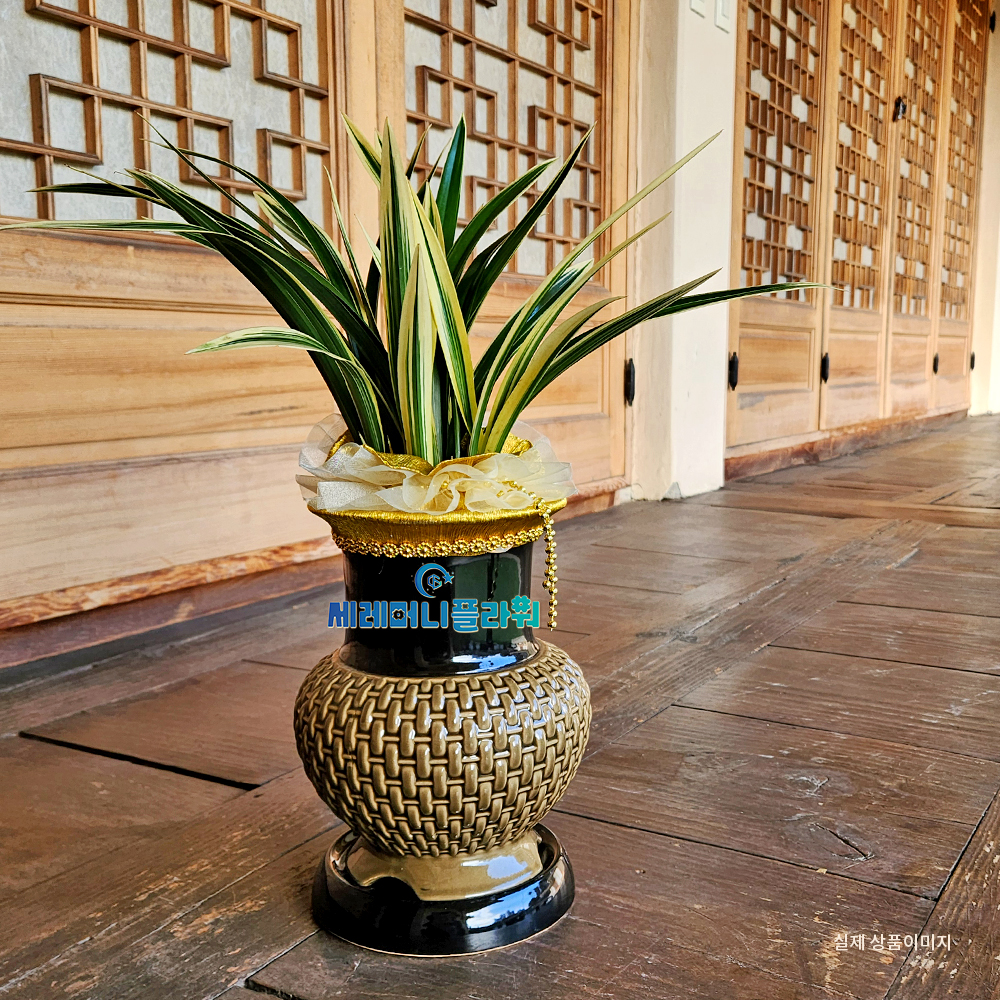 동양란9호 태양금 고급분