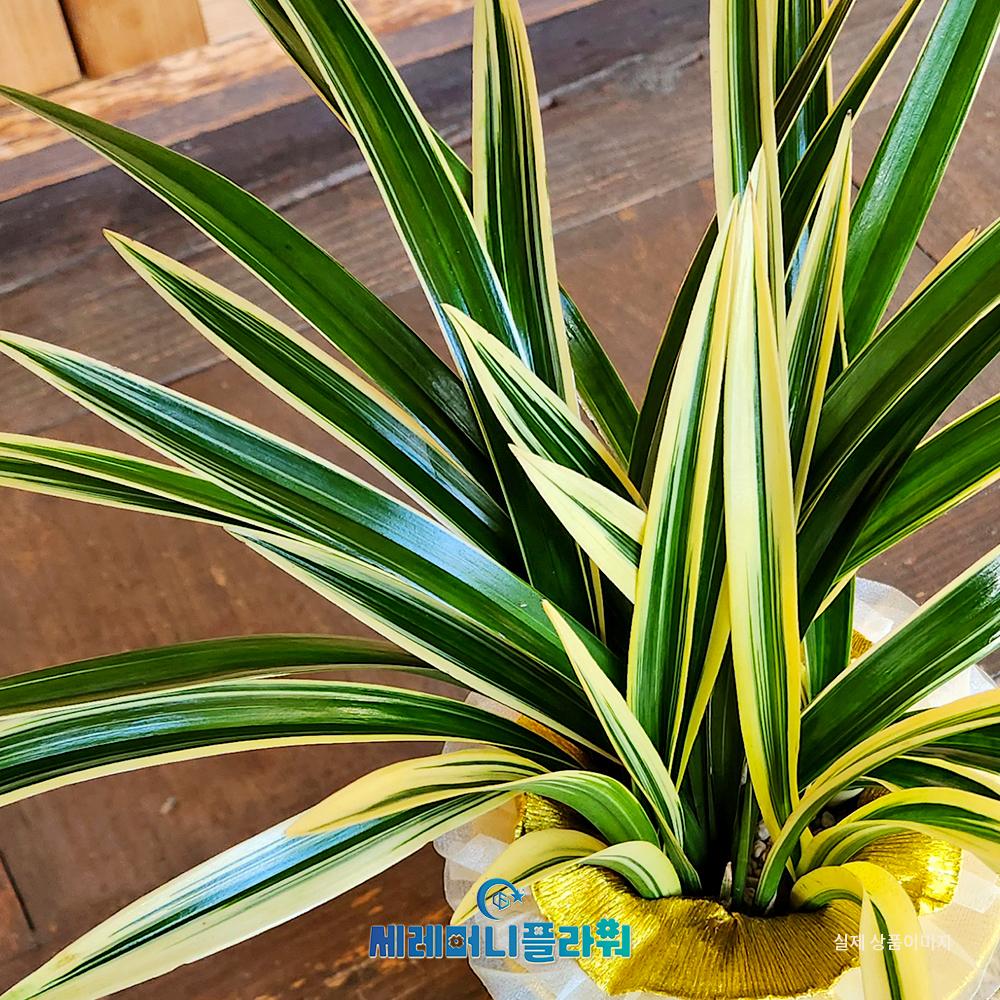 동양란9호 태양금 고급분