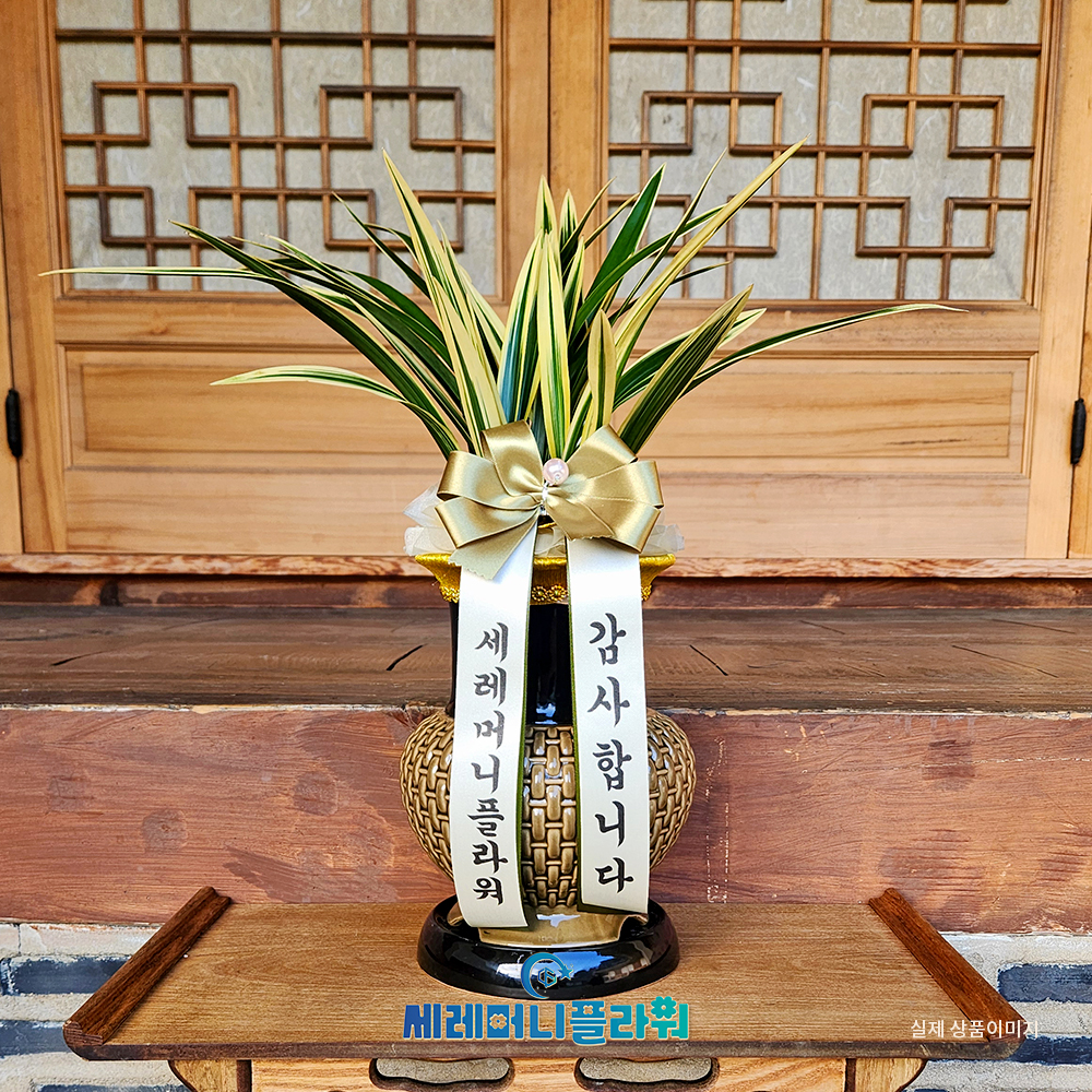 동양란9호 태양금 고급분