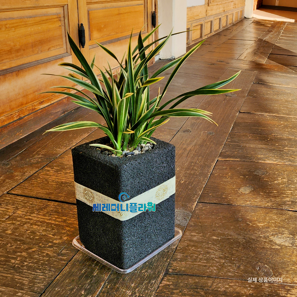 동양란7호 대국 숯화분