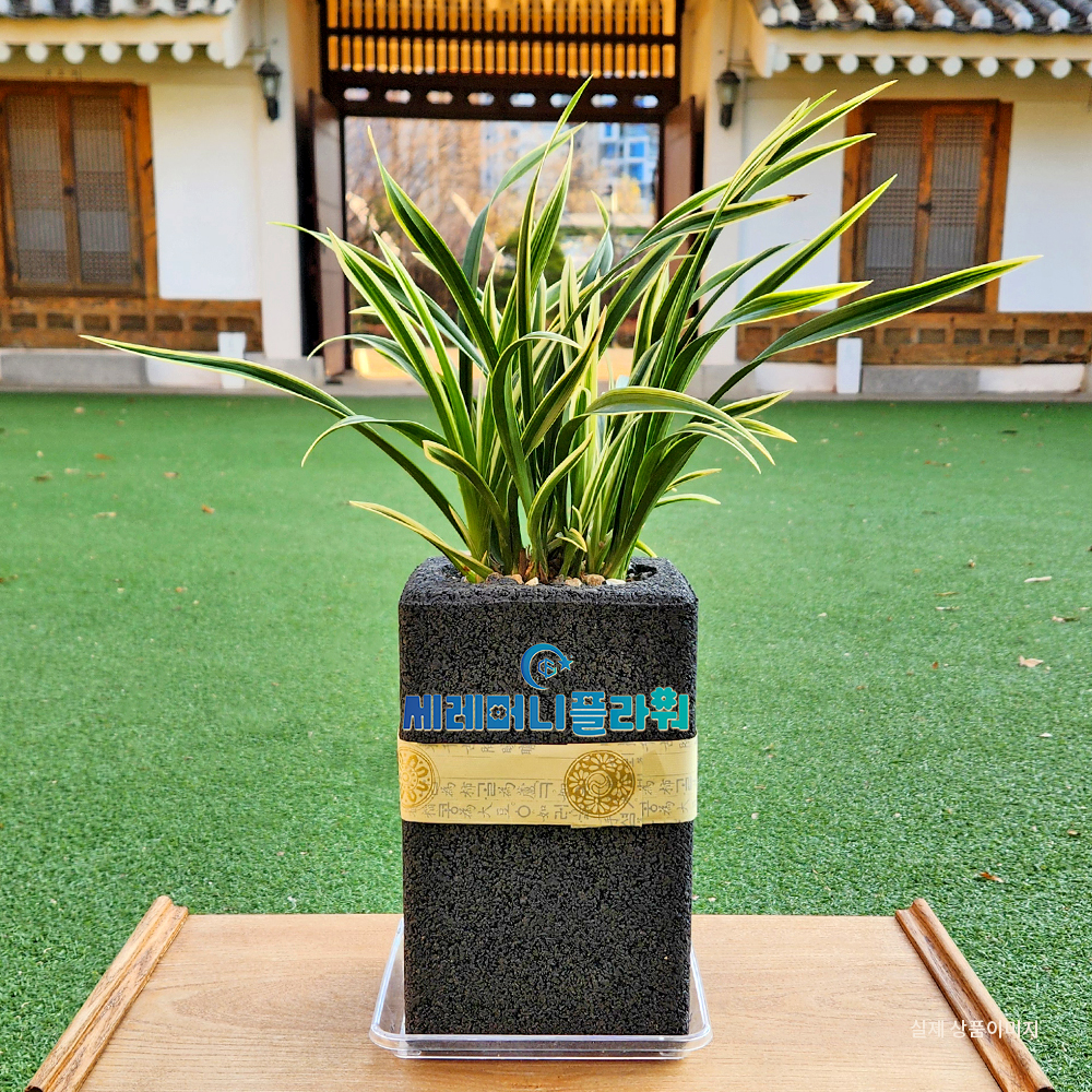 동양란7호 대국 숯화분