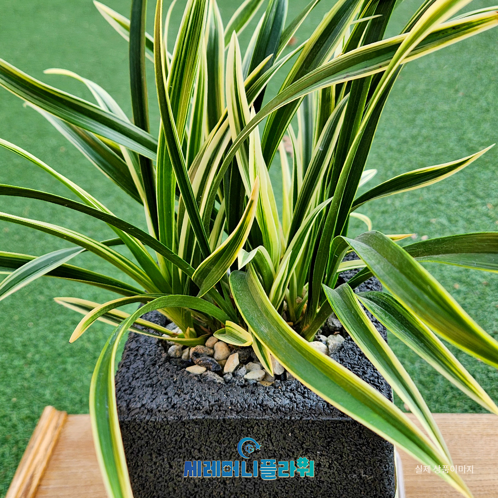 동양란7호 대국 숯화분