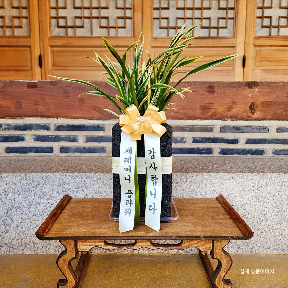 동양란7호 대국 숯화분