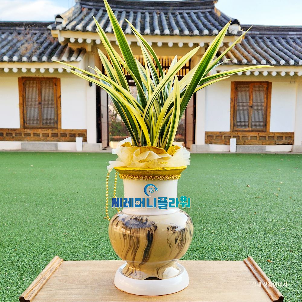 동양란11호 황금일향 고급분