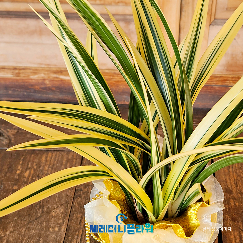 동양란11호 황금일향 고급분