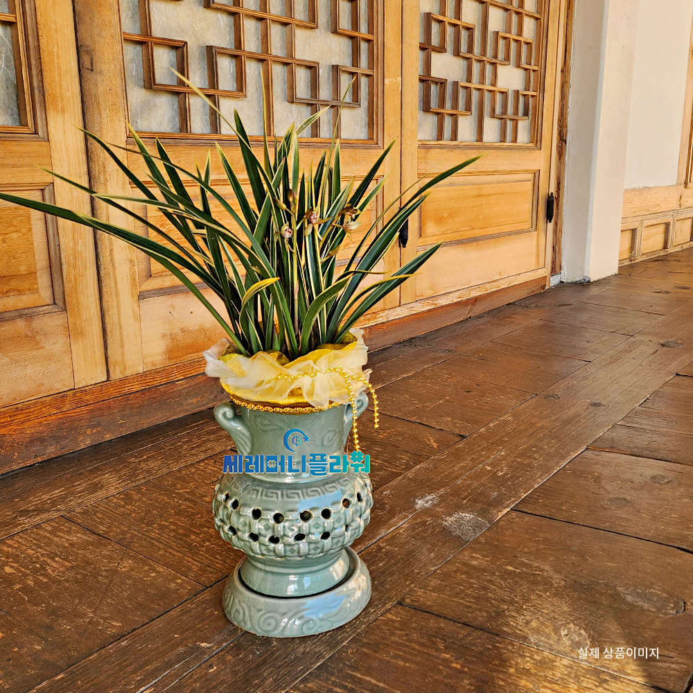 동양란5호 황룡금 청자