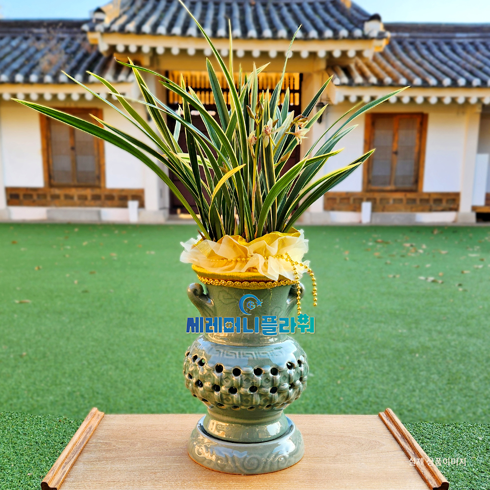 동양란5호 황룡금 청자