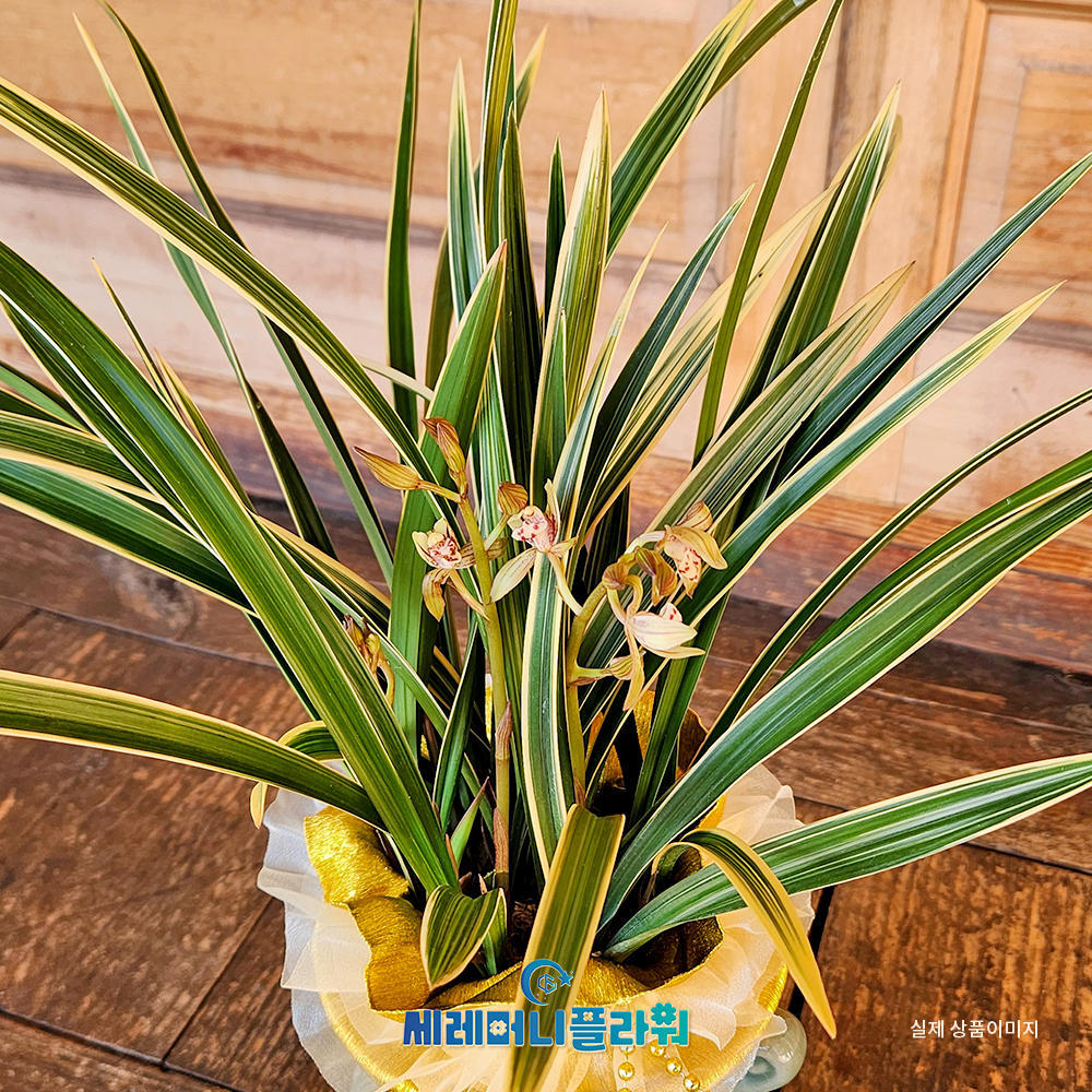 동양란5호 황룡금 청자