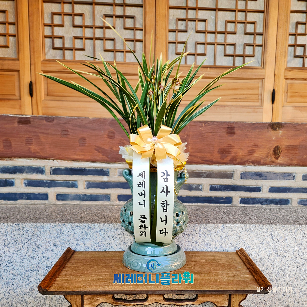 동양란5호 황룡금 청자