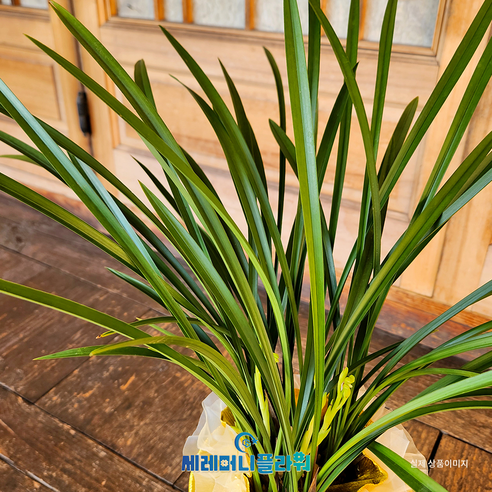 동양란3호 철골소심 청자