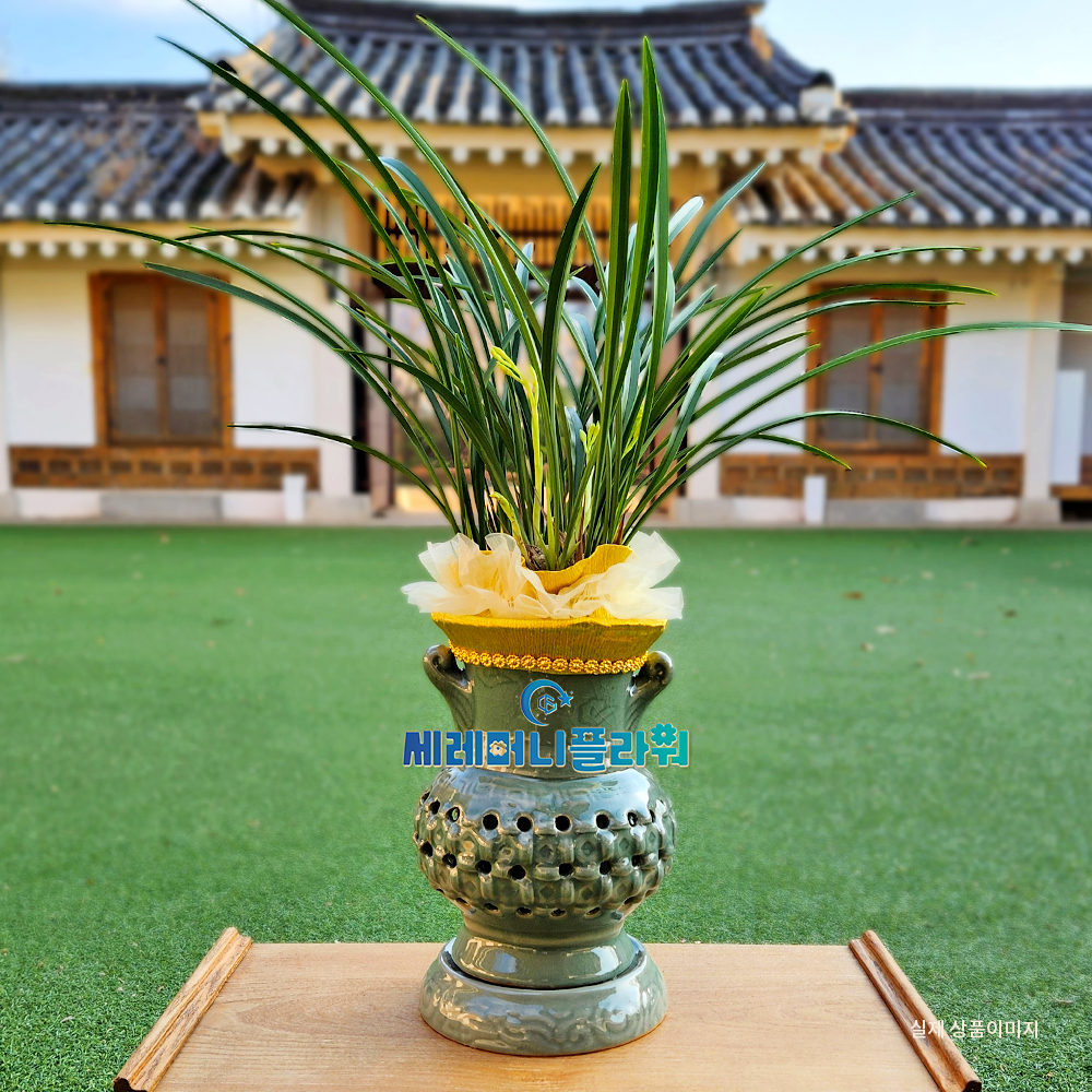 동양란3호 철골소심 청자