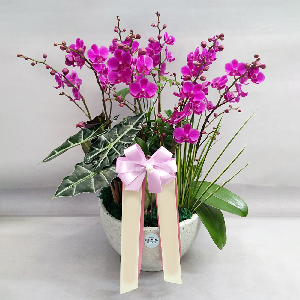 서양란1호 (만천홍)