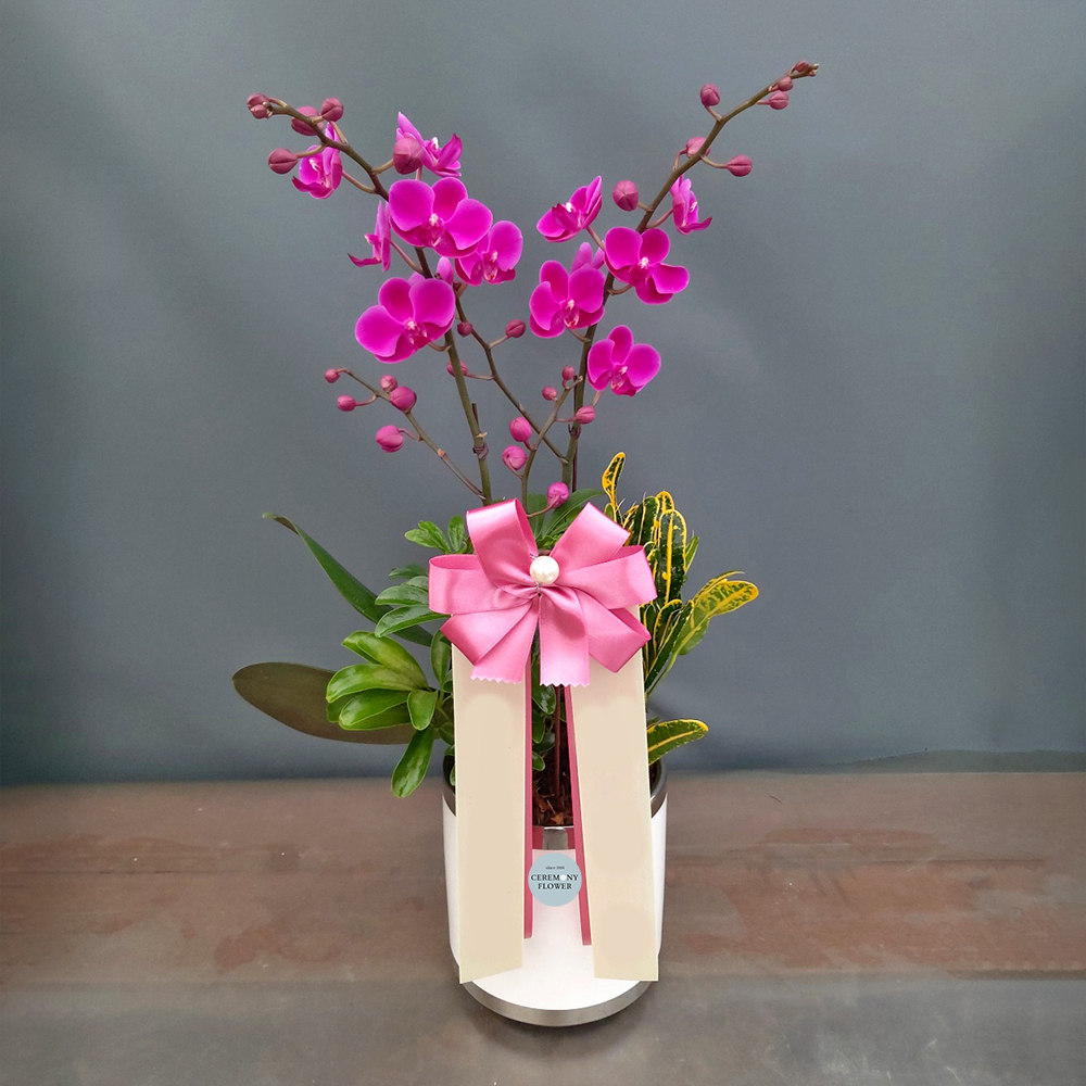 서양란1호 (만천홍)