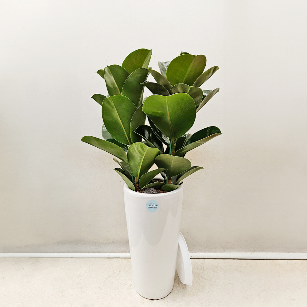 관엽7호 (인도고무나무)