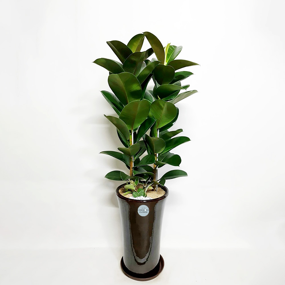 관엽7호 (인도고무나무)