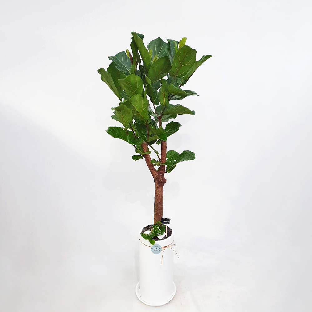 관엽8호 (떡갈고무나무)