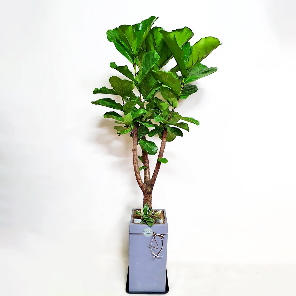 관엽8호 (떡갈고무나무)