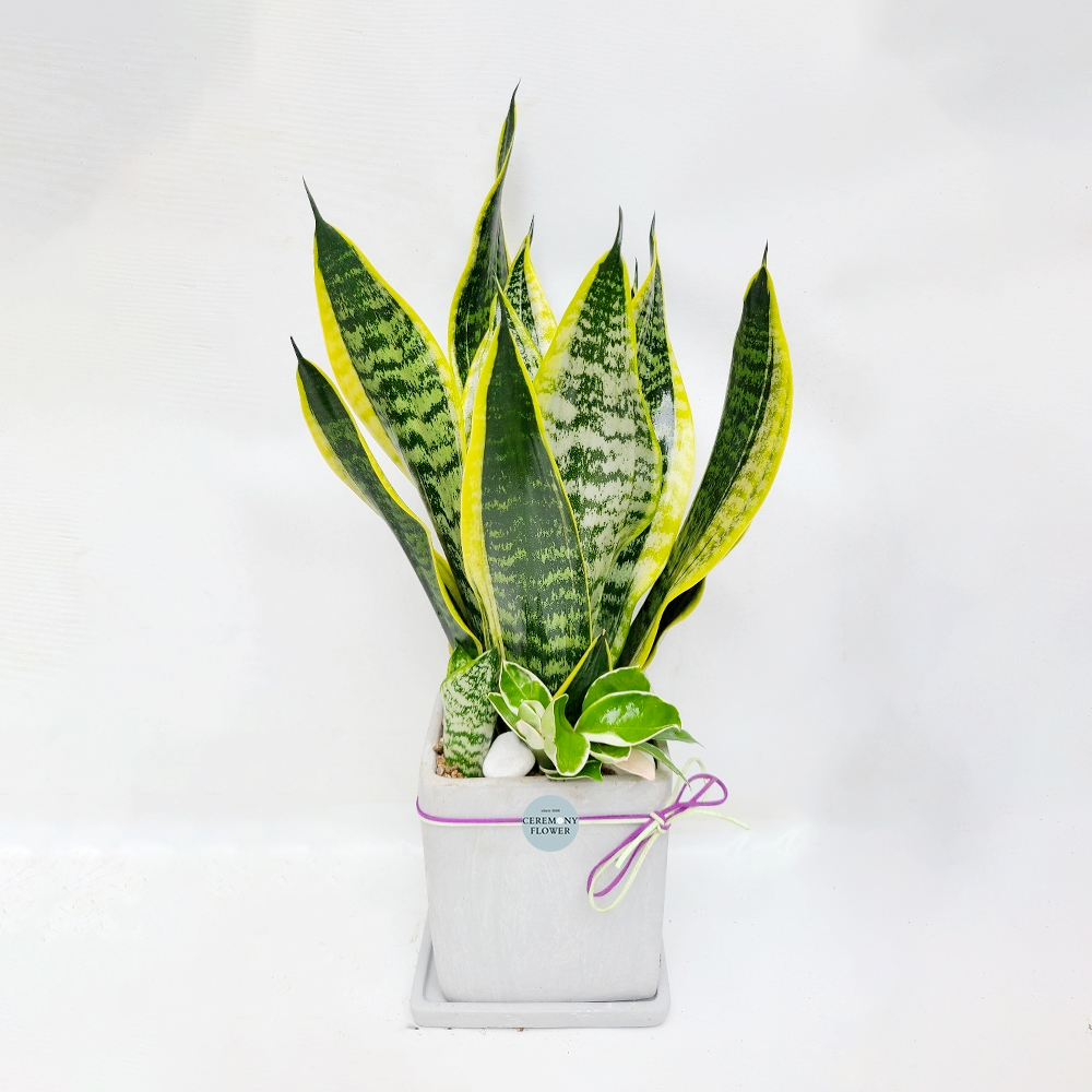 관엽9호 (산세베리아)