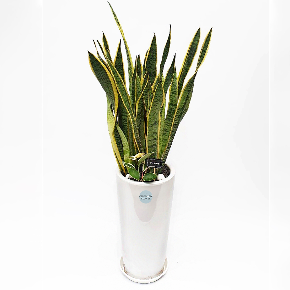 관엽9호 (산세베리아)