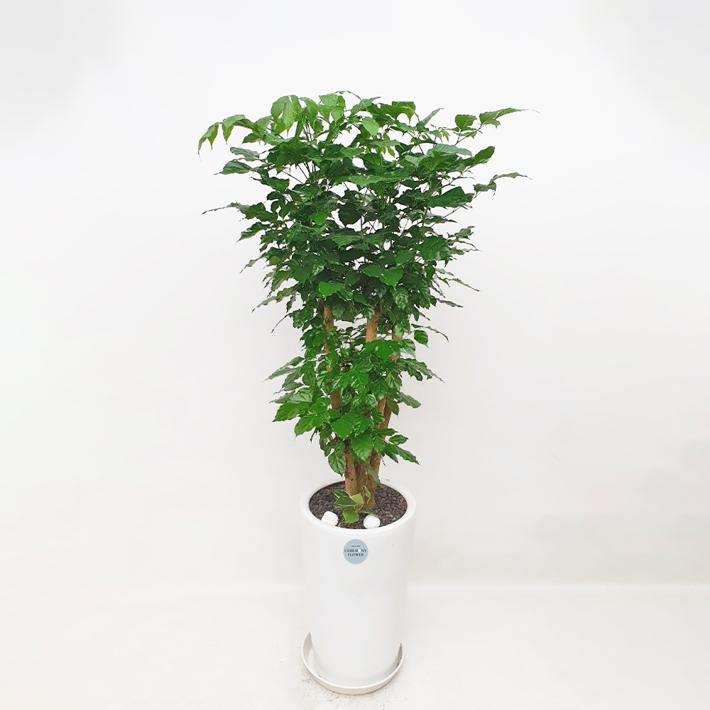 관엽10호 (녹보수)