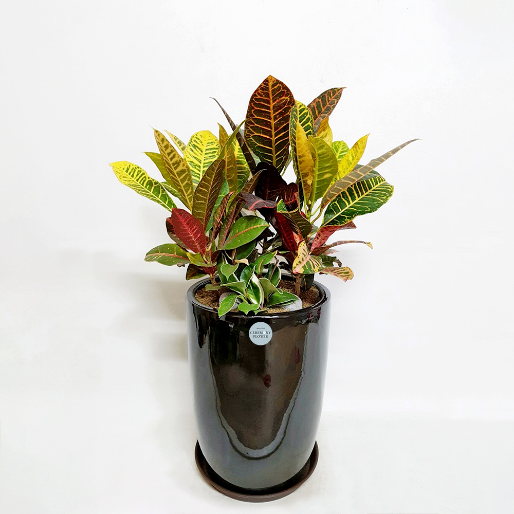 관엽11호 (크로톤)