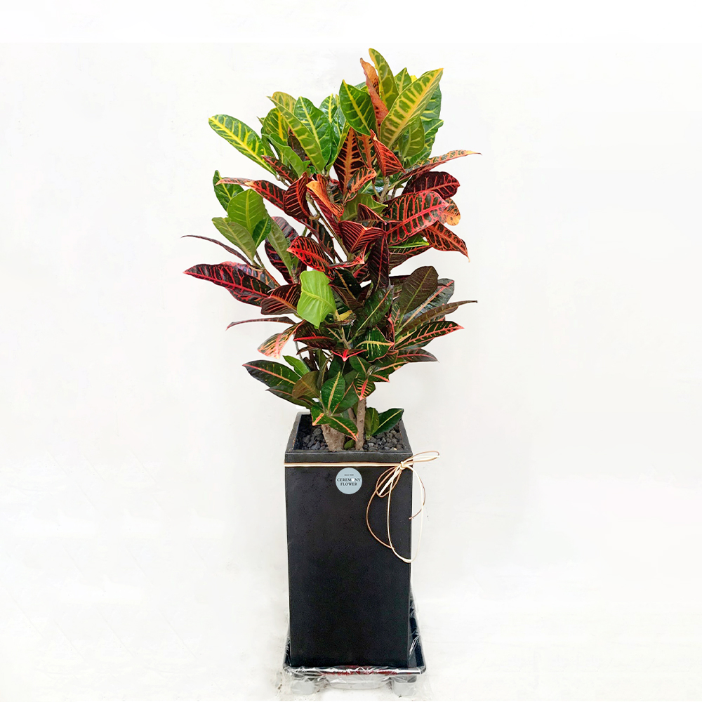 관엽11호 (크로톤)