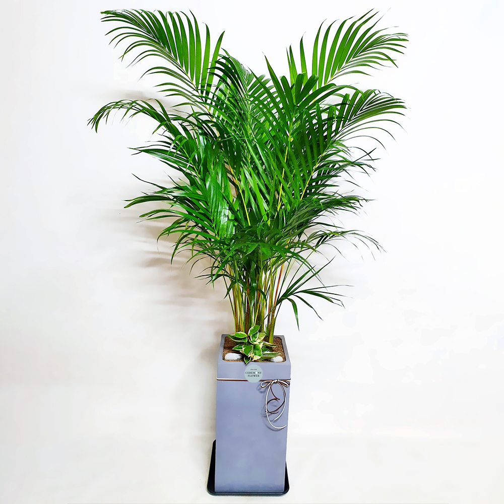 관엽12호 (아레카야자)