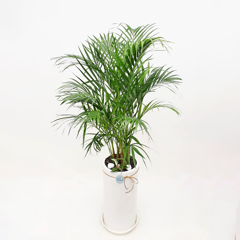 관엽12호 (아레카야자)