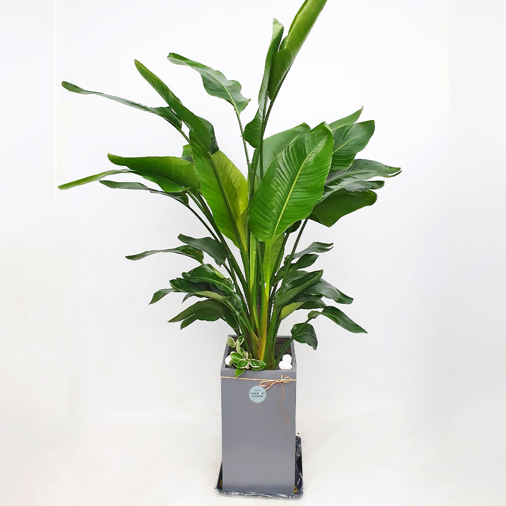 관엽13호 (극락조,여인초)