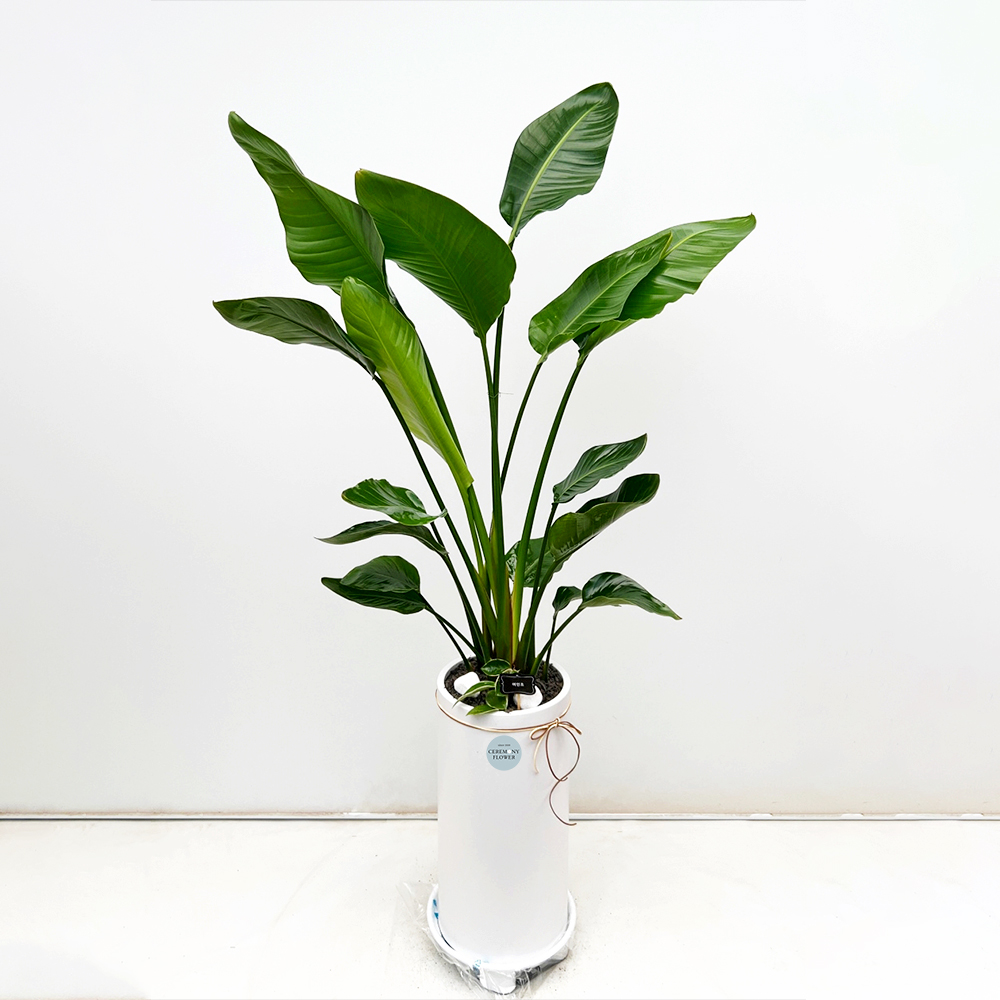 관엽13호 (극락조,여인초)