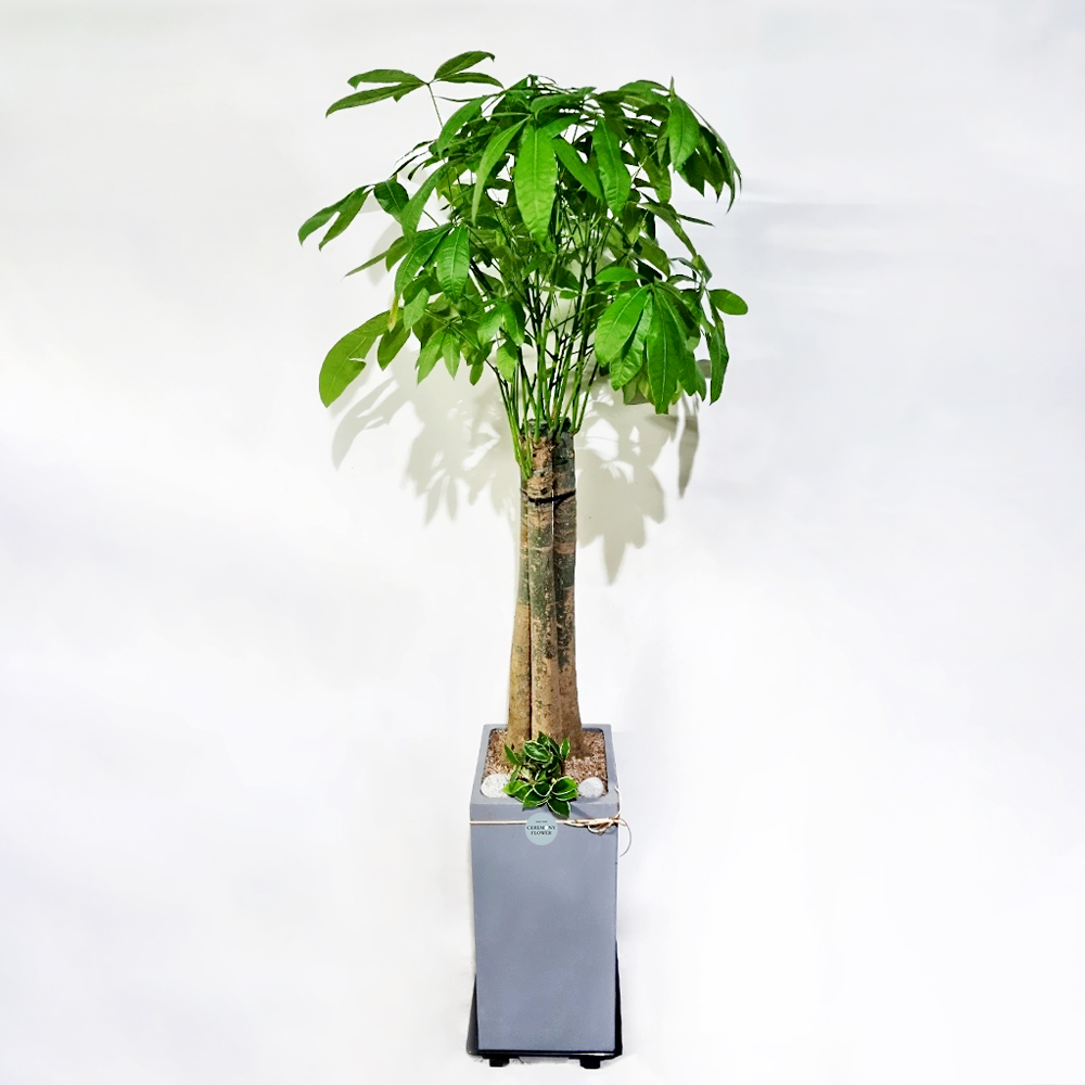 관엽14호 (파키라)