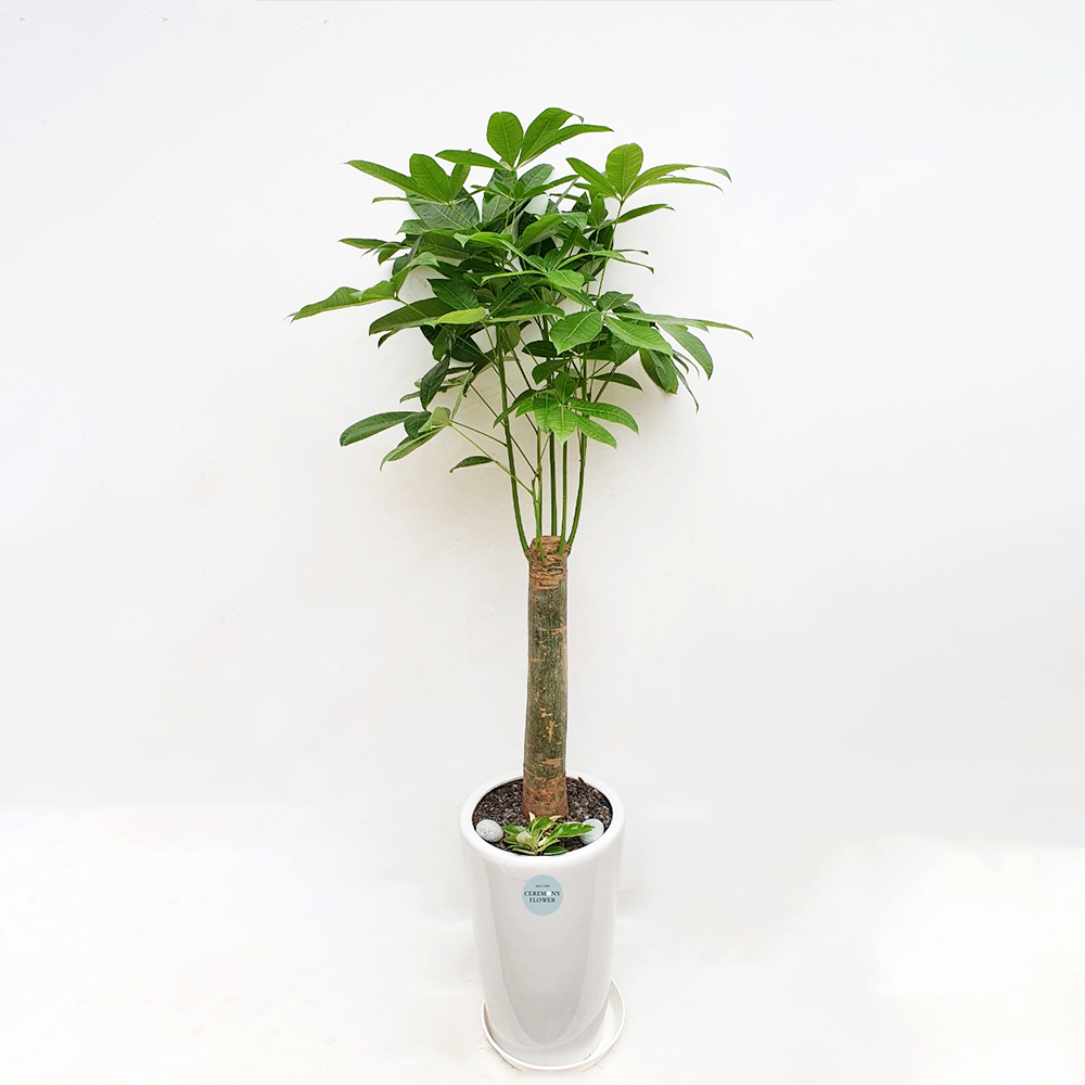 관엽14호 (파키라)