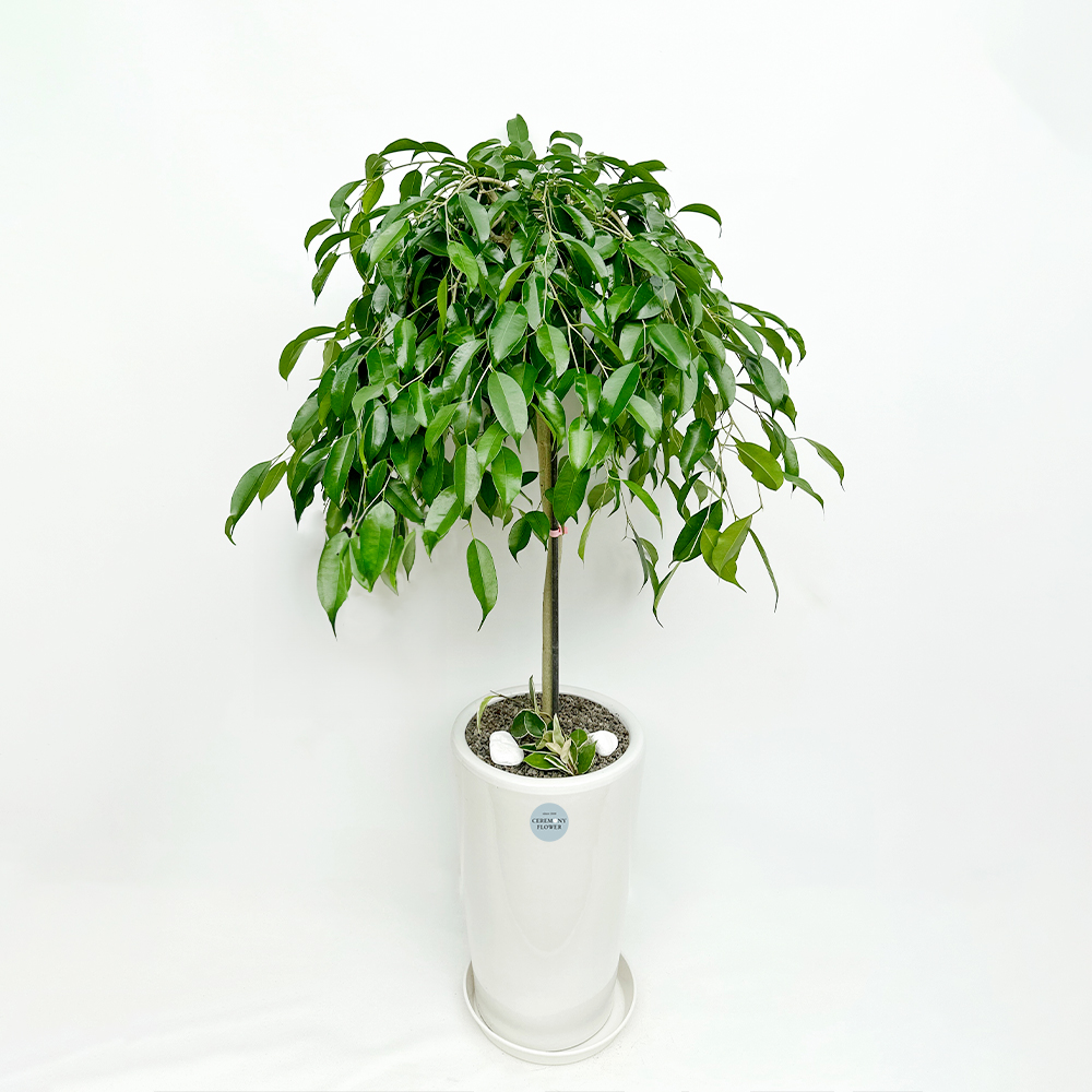 관엽15호 (킹벤자민)