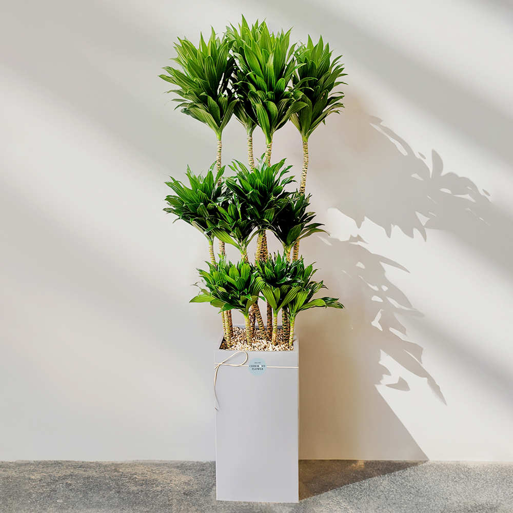 관엽16호 (콤팩타)