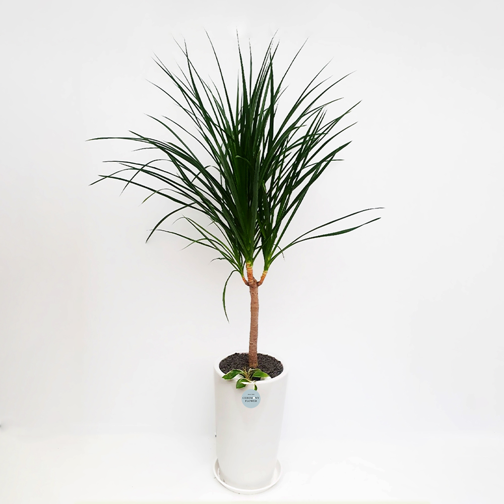 관엽17호 (드라세나드라코)